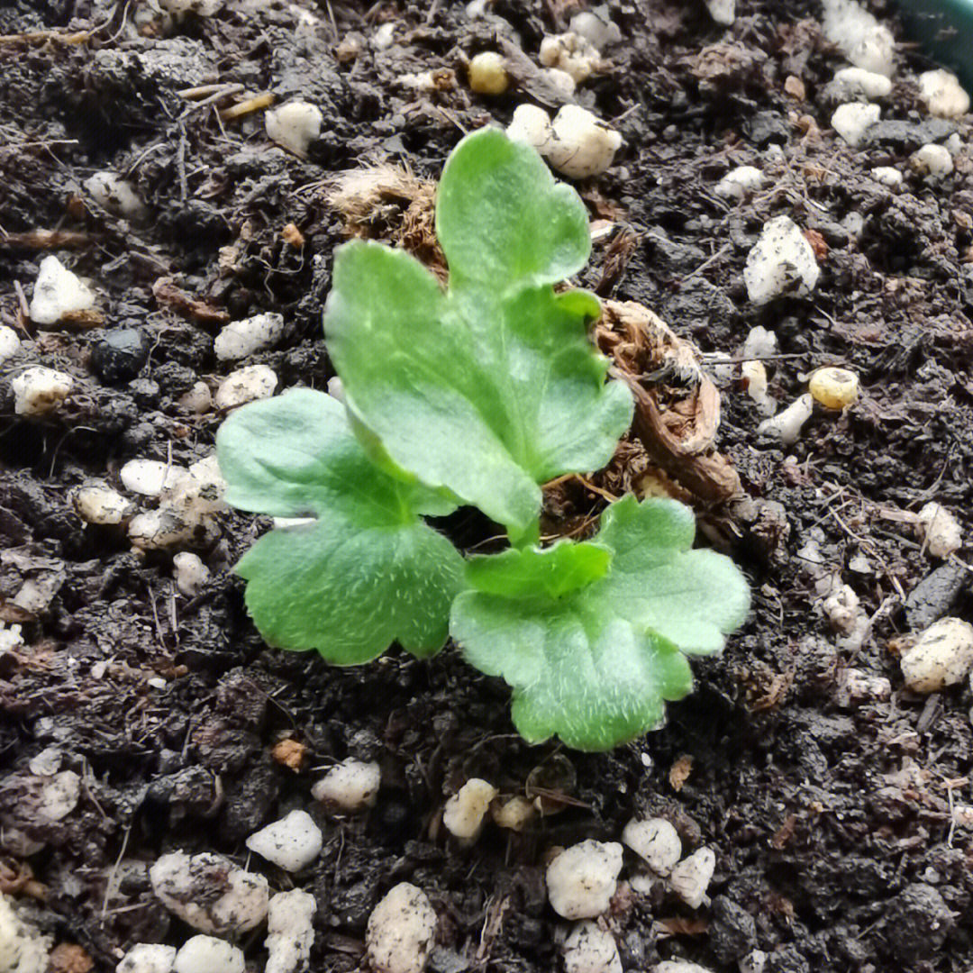 蝴蝶花毛茛洋牡丹催芽成功假植记录