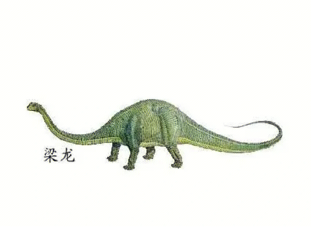 梁龙恐龙资料图片