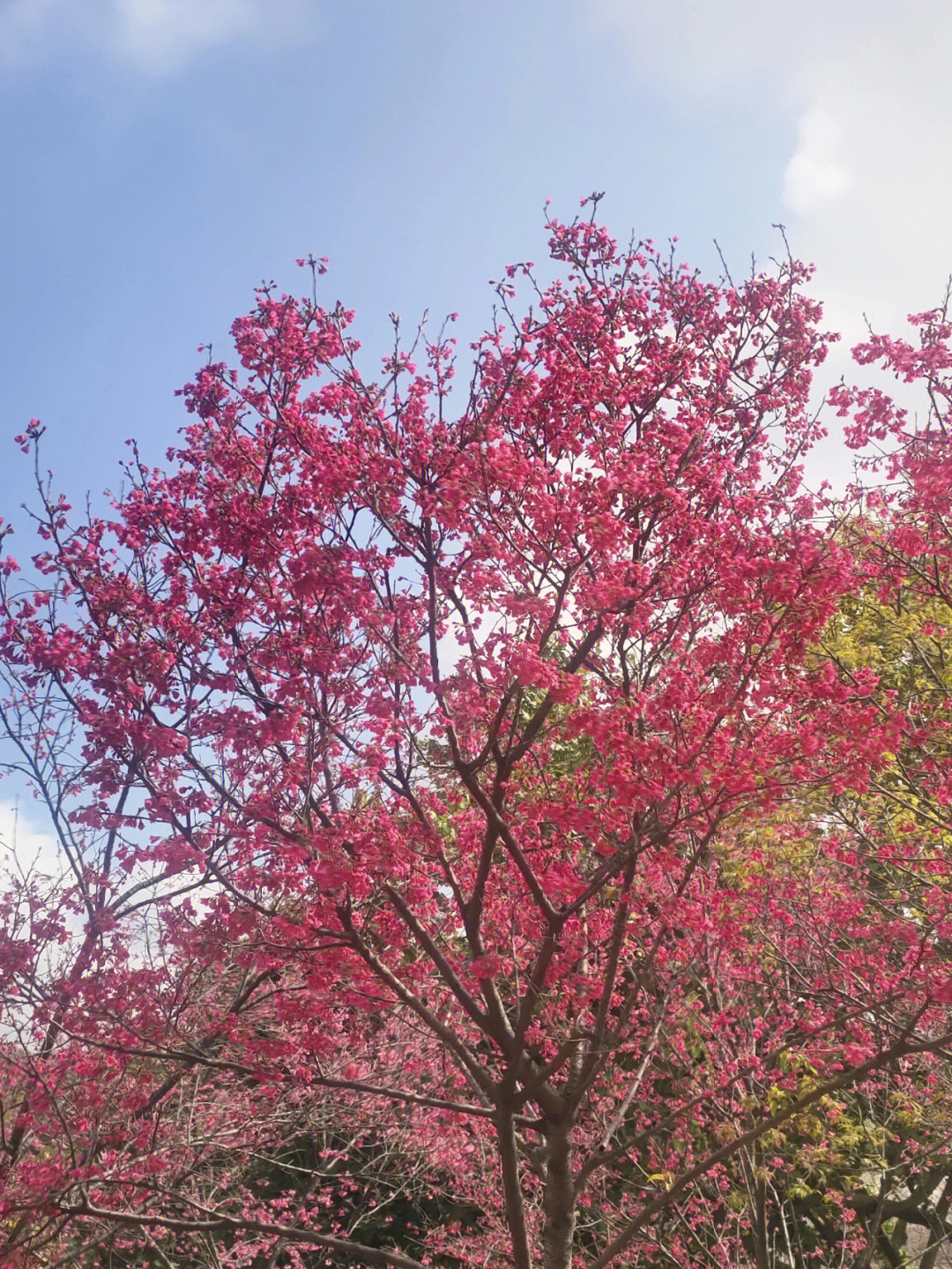 广州樱和中国红樱花图片