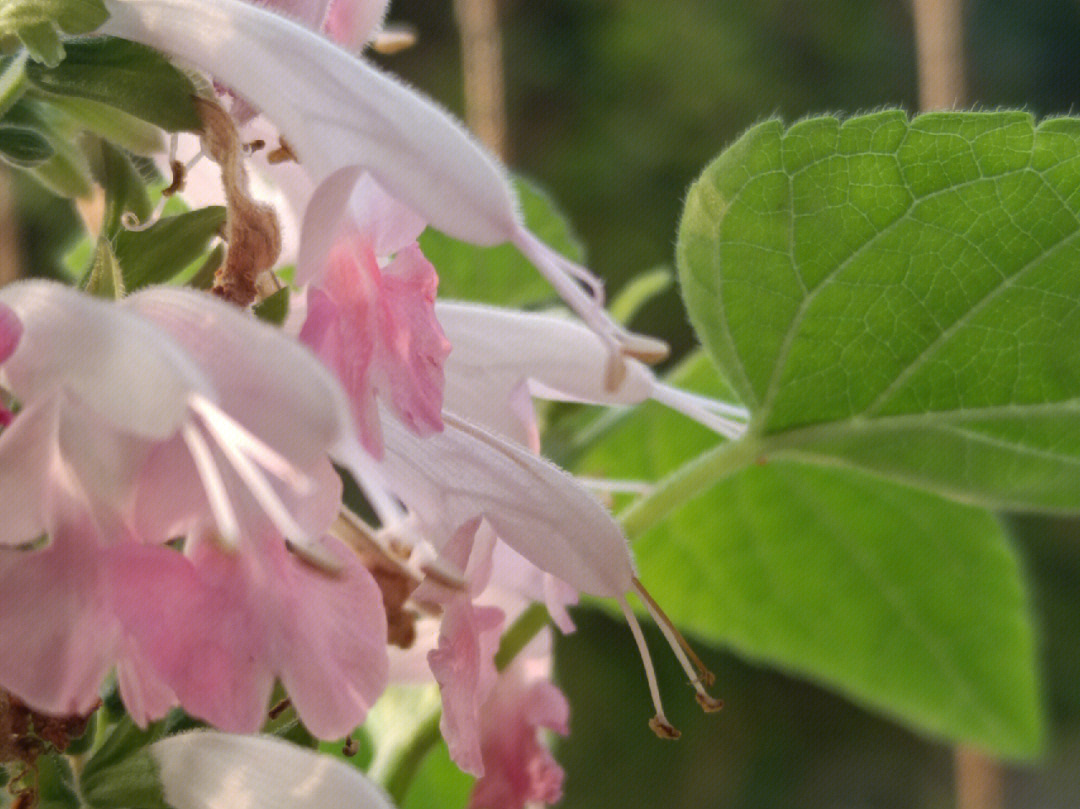 粉钻鼠尾草花语图片