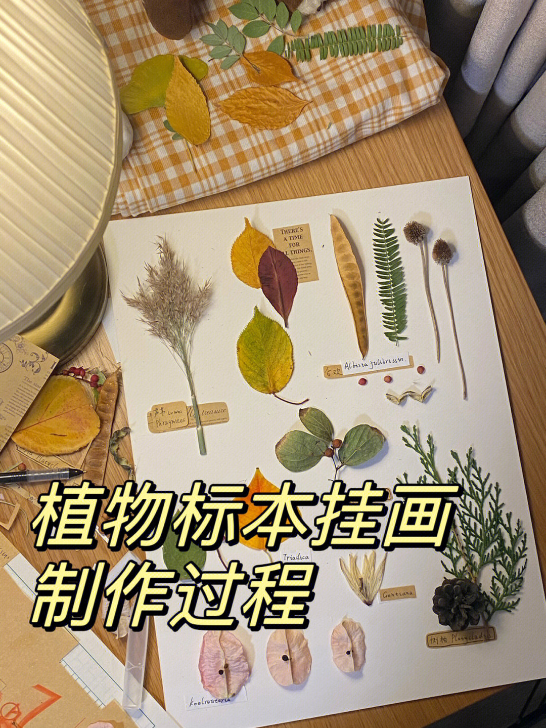 简简单单植物标本画制作教程