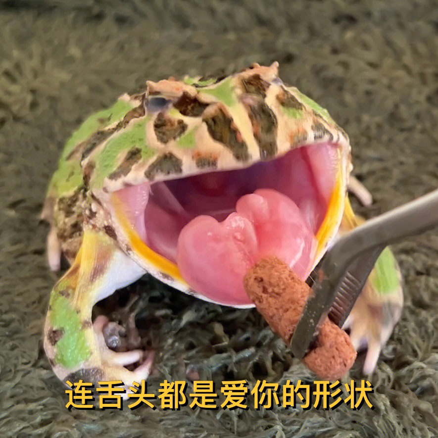 青蛙的舌头有多长图片
