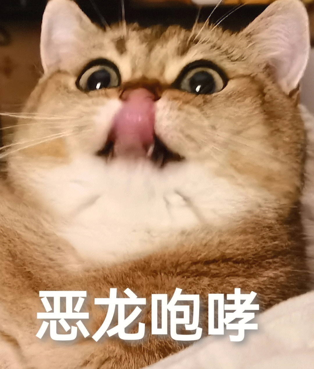 猪穿渔网表情包图片