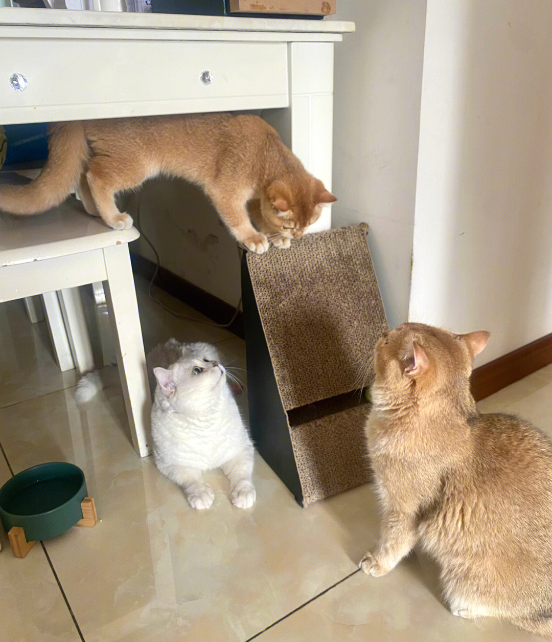 三只小猫喵喵喵简谱图片