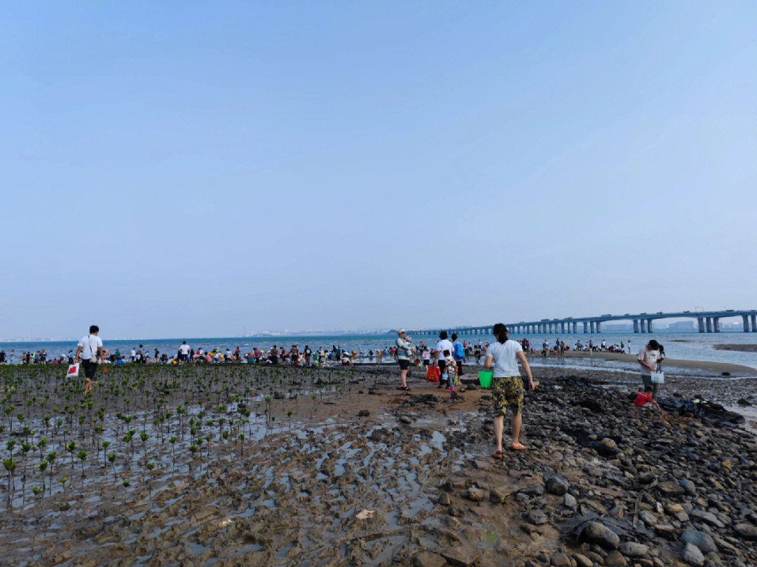 厦门后田海滩赶海图片