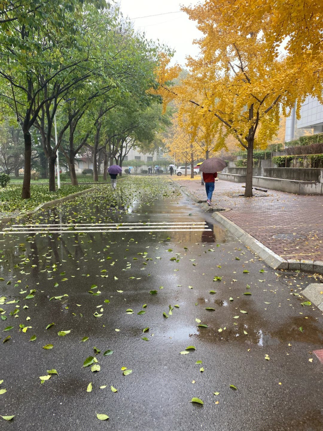 雨中的石大