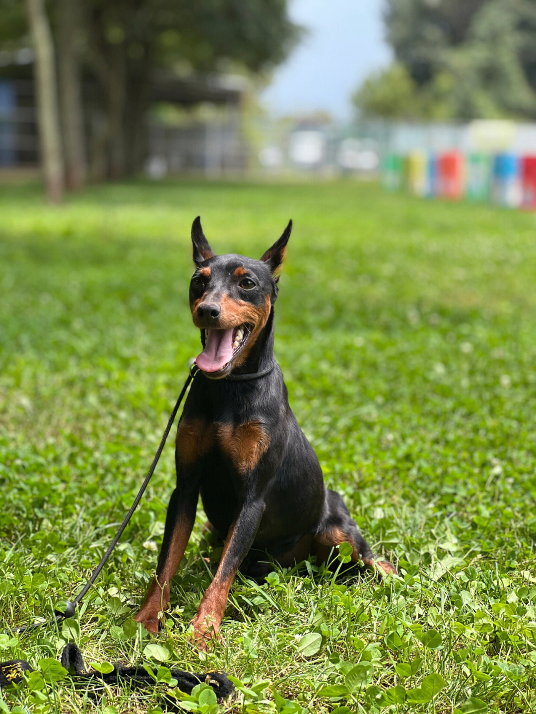 德国宾沙犬图片