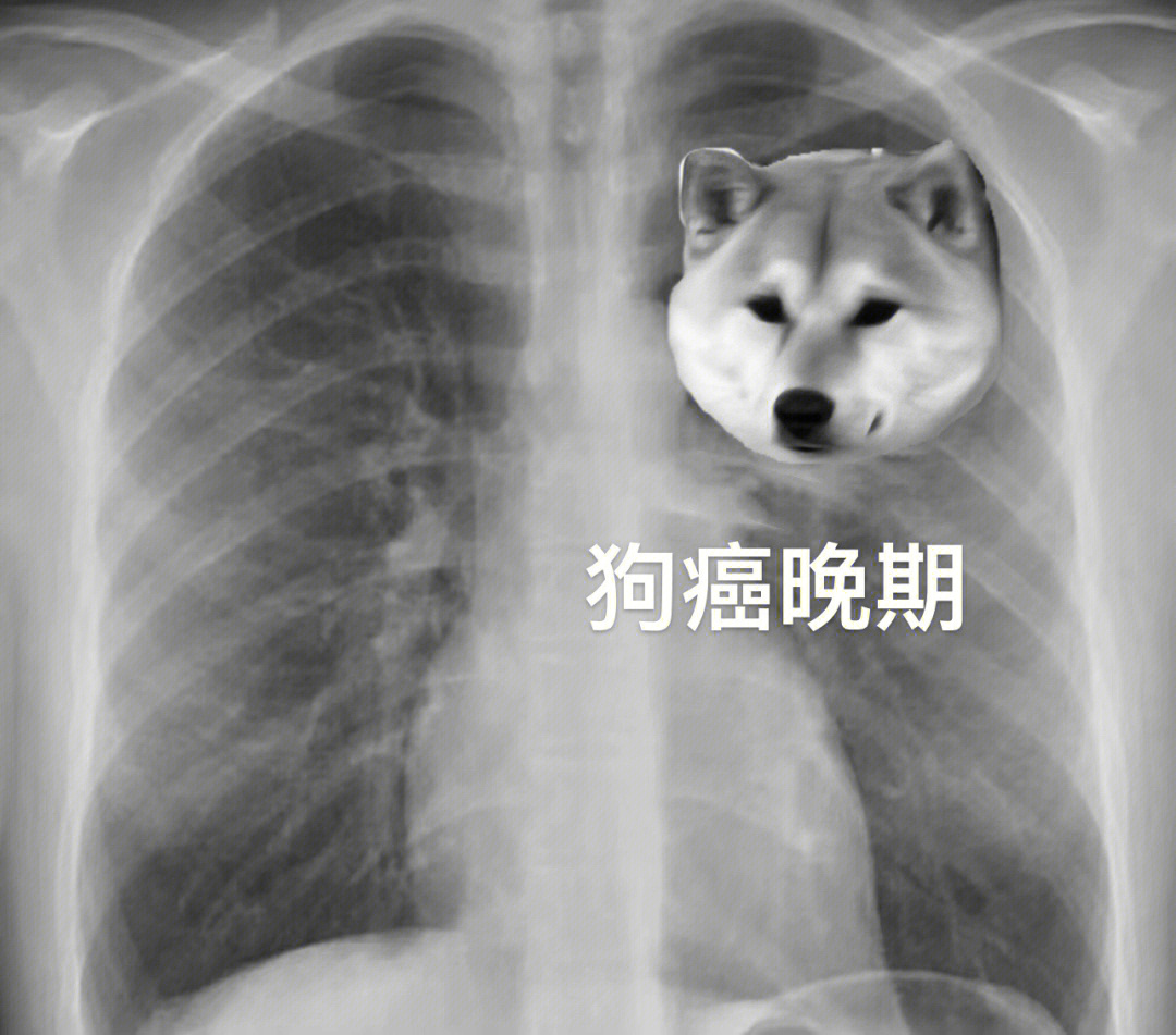 猫咪正常爪子的X光片图片