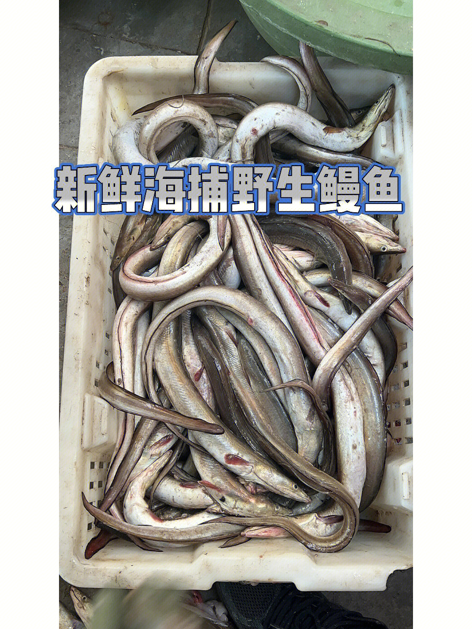 高营养的新鲜海捕野生海鳗鱼