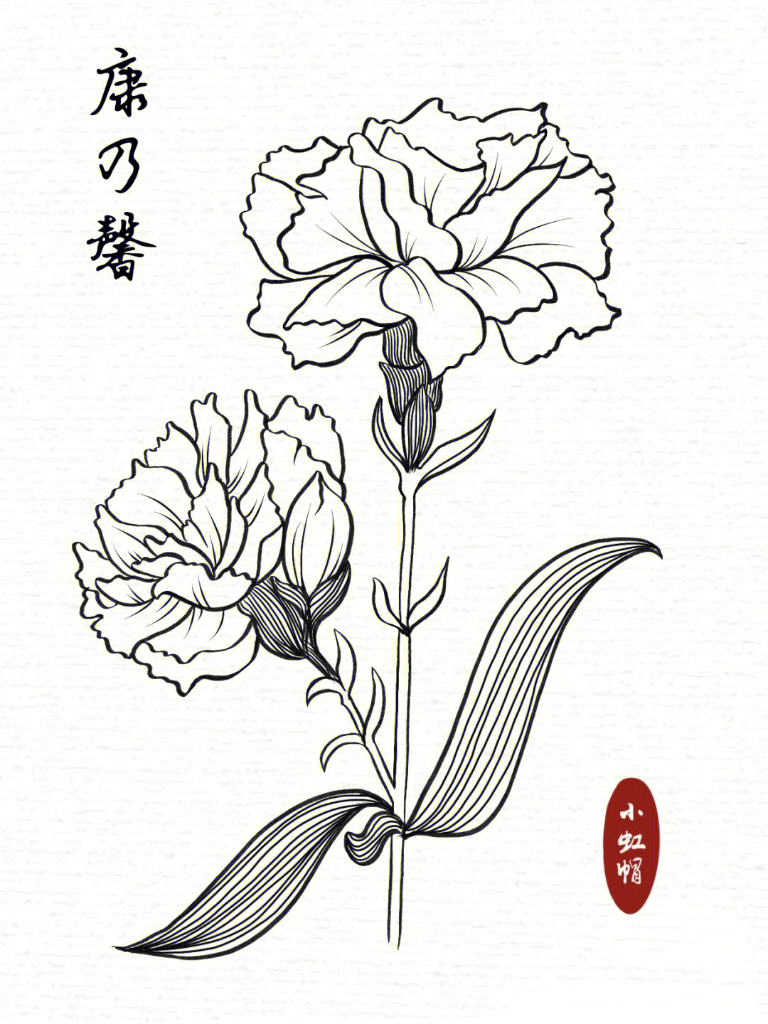 康乃馨手绘 线稿图片