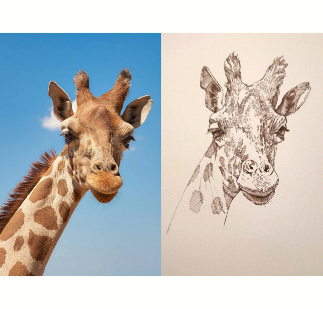 长颈鹿喝水速写图片