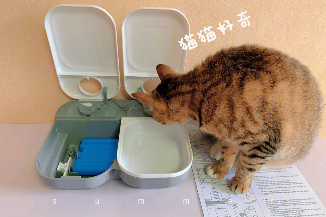 加班族救星猫咪自动定时喂食器