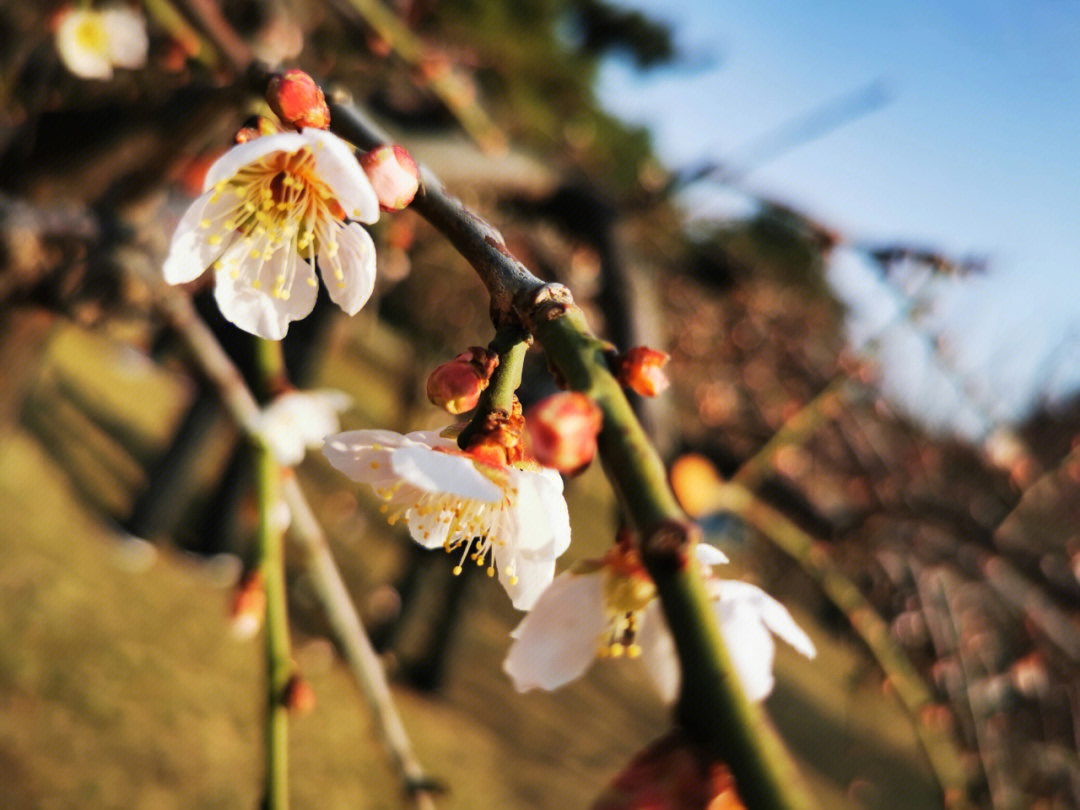 中山公园的梅花