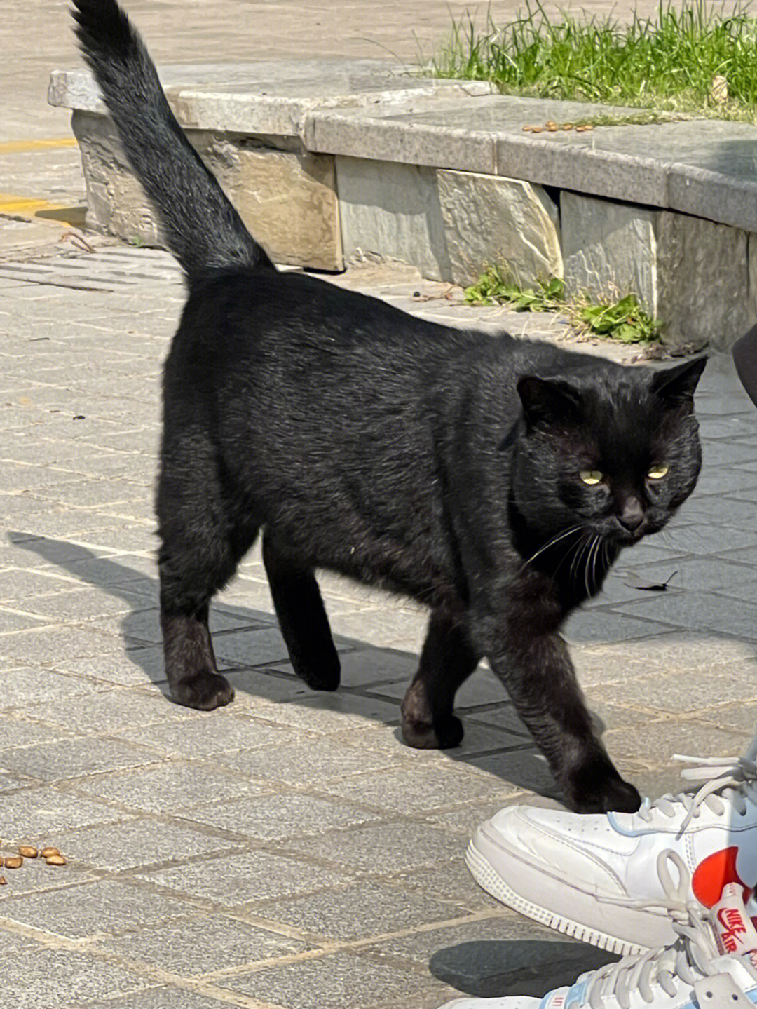 猫咪耳朵边缘黑色东西图片