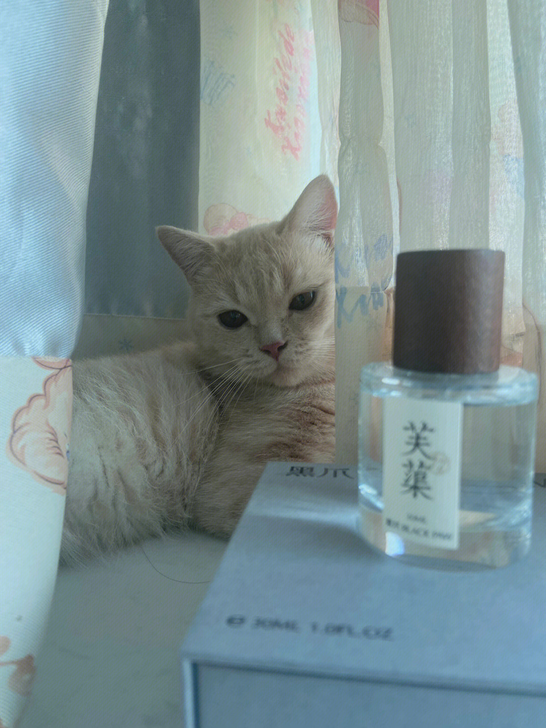 可制香水的香猫图片