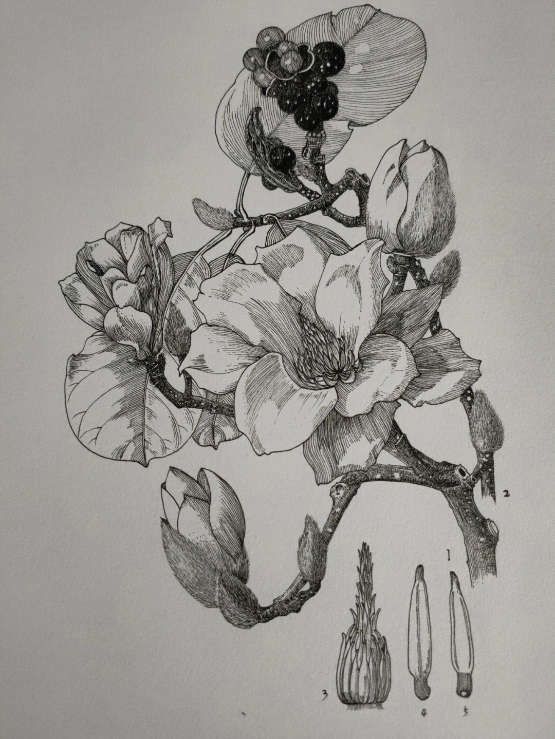 玉兰花素描 画法图片