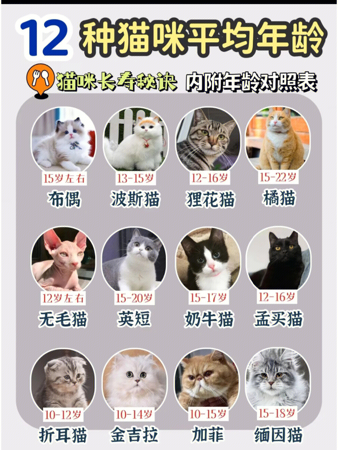 猫体型和年龄对照表图片