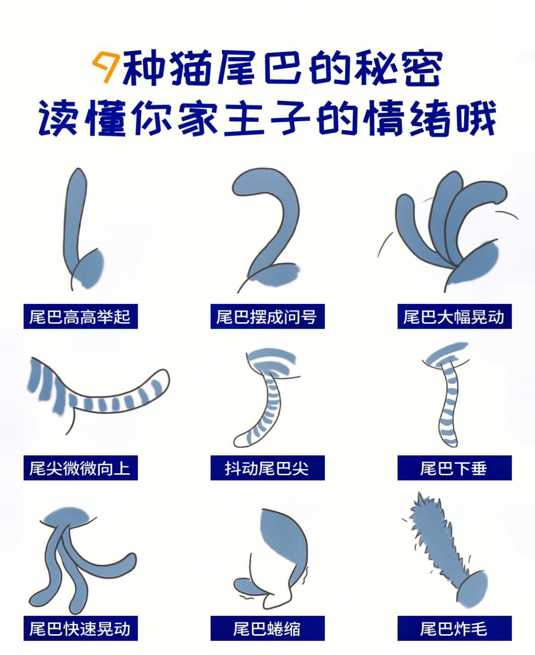 动物尾巴的特点和用途图片