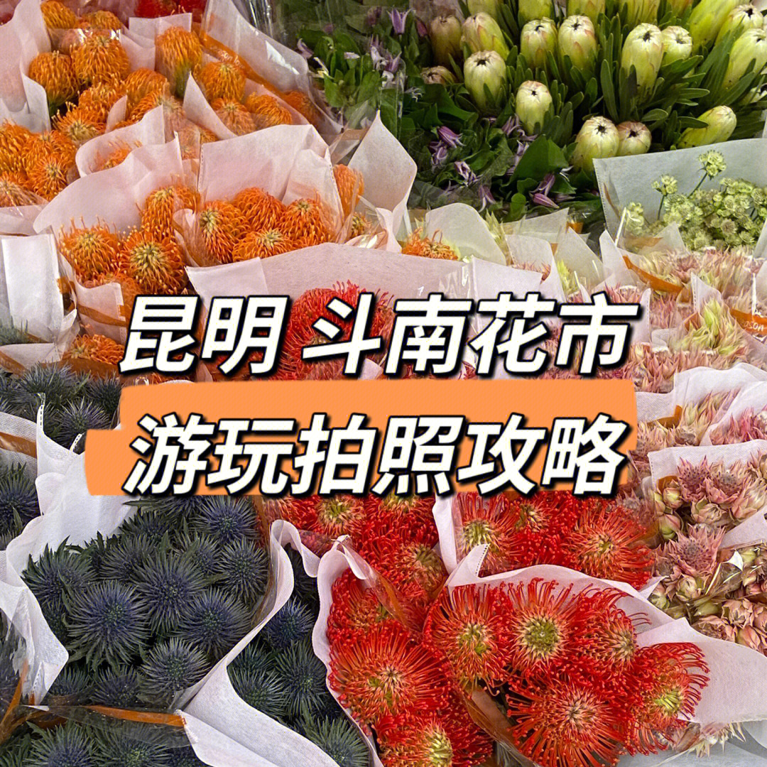 昆明斗南花卉市场位置图片
