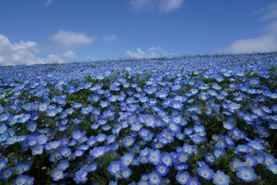 粉蝶花图片图片