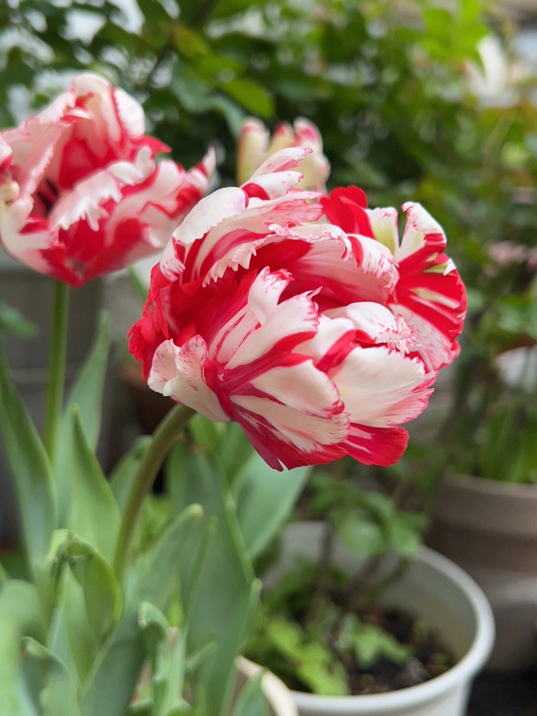 鹦鹉郁金香花语图片