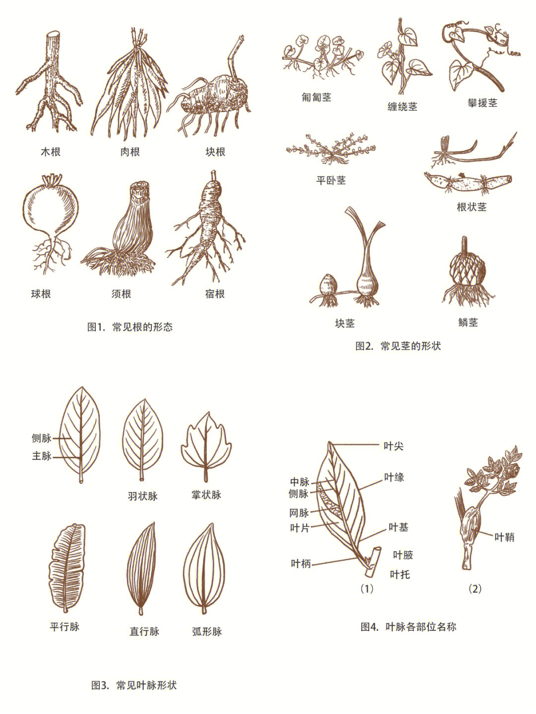 根茎叶简图图片