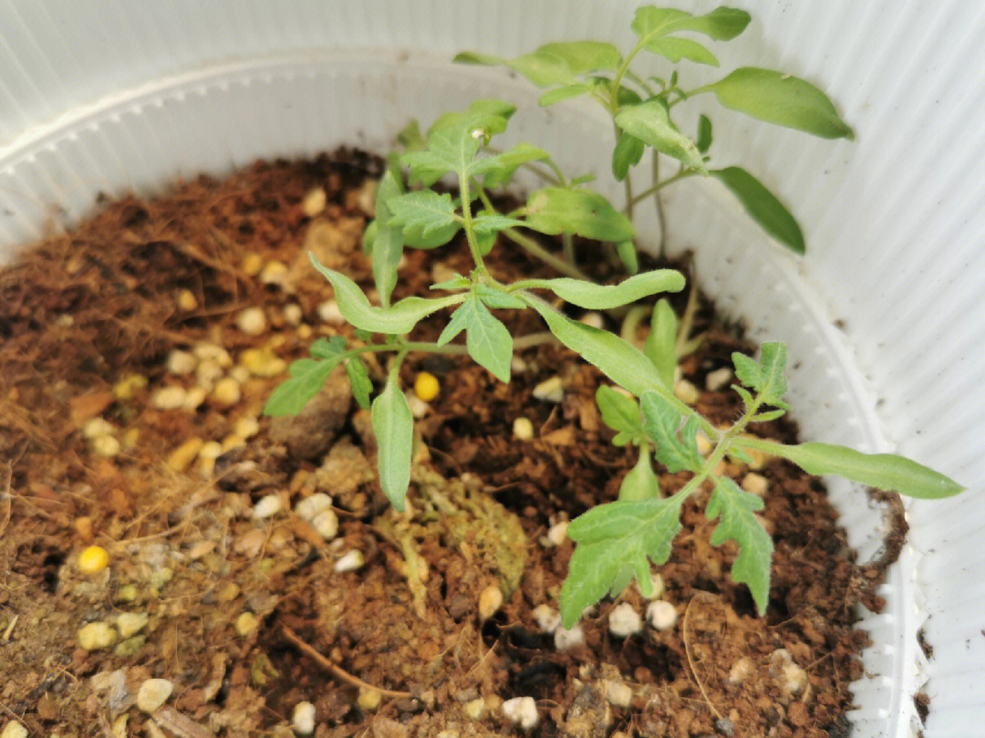 吃小西红柿时把籽丢进花盆后的惊喜