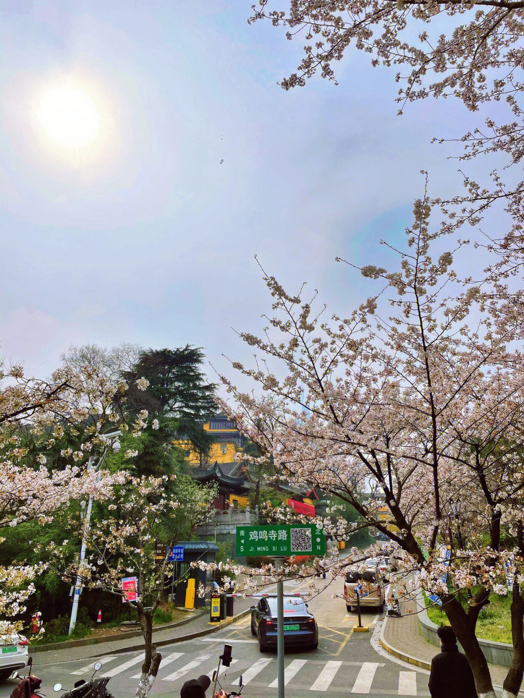 南京鸡鸣寺樱花季打卡