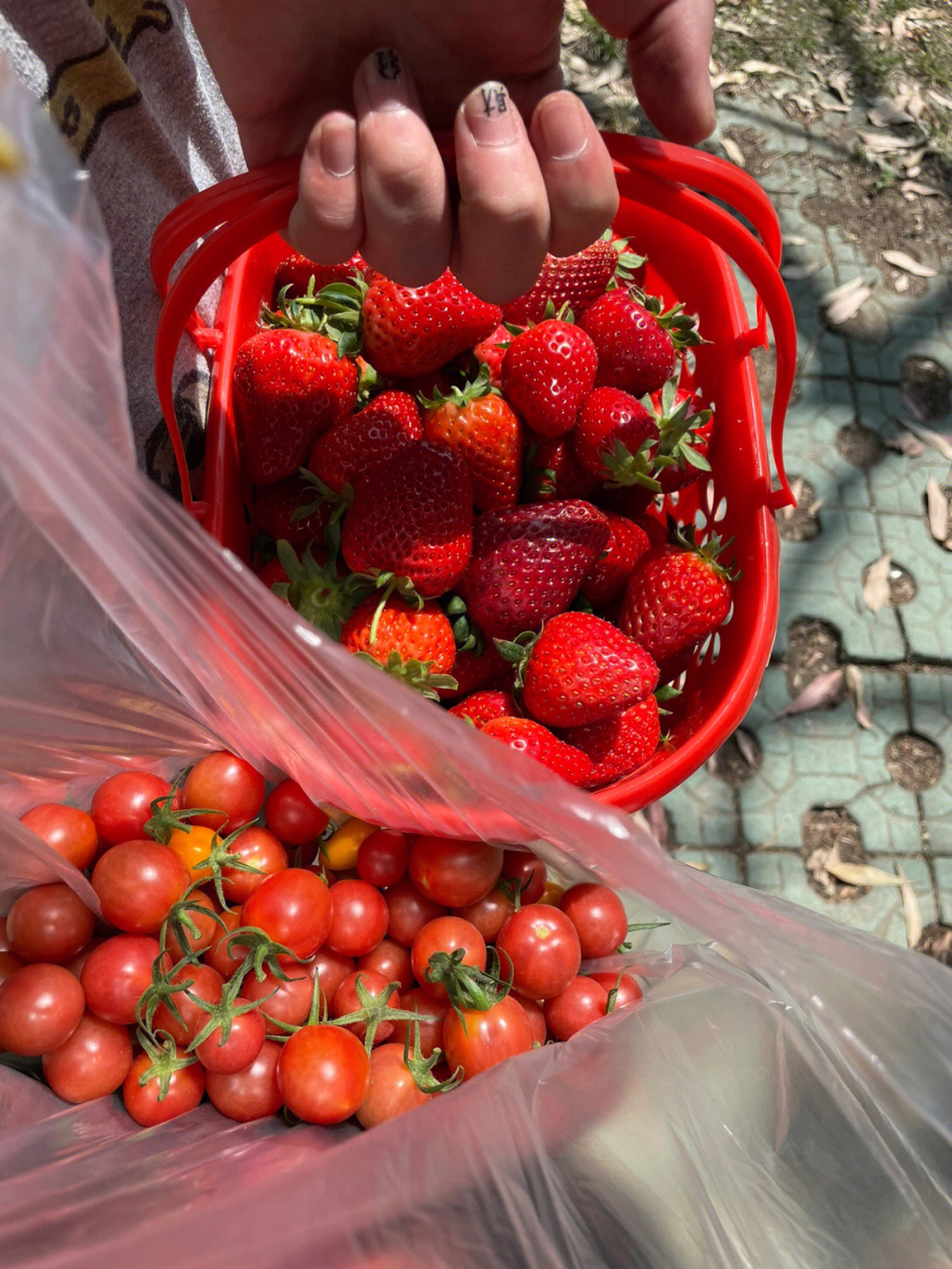 厦门摘草莓自由