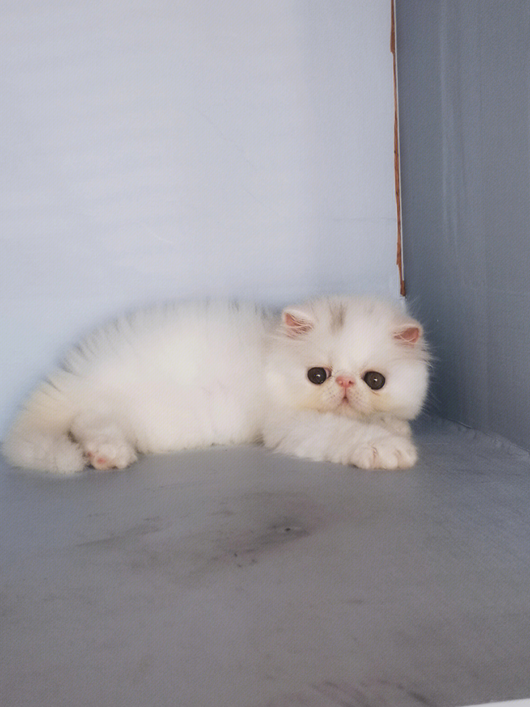 纯白加菲猫多少钱图片