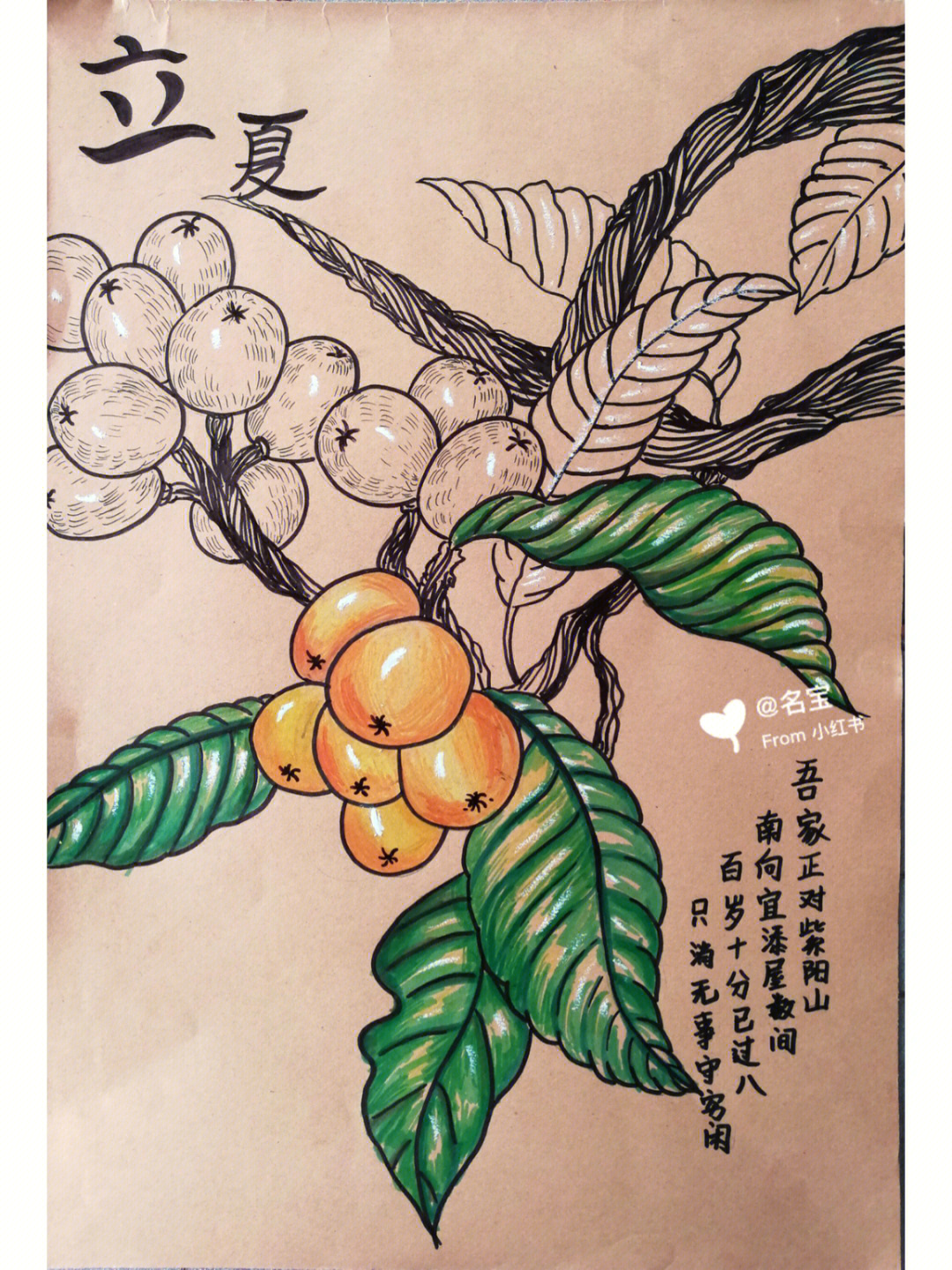 枇杷线描步骤参考