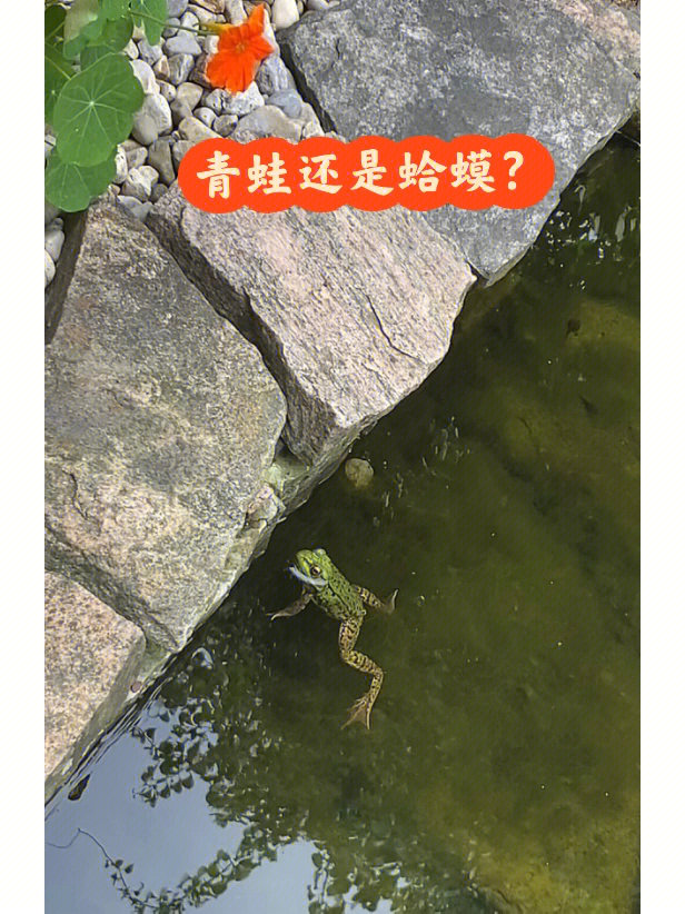 青蛙与蛤蟆的区别