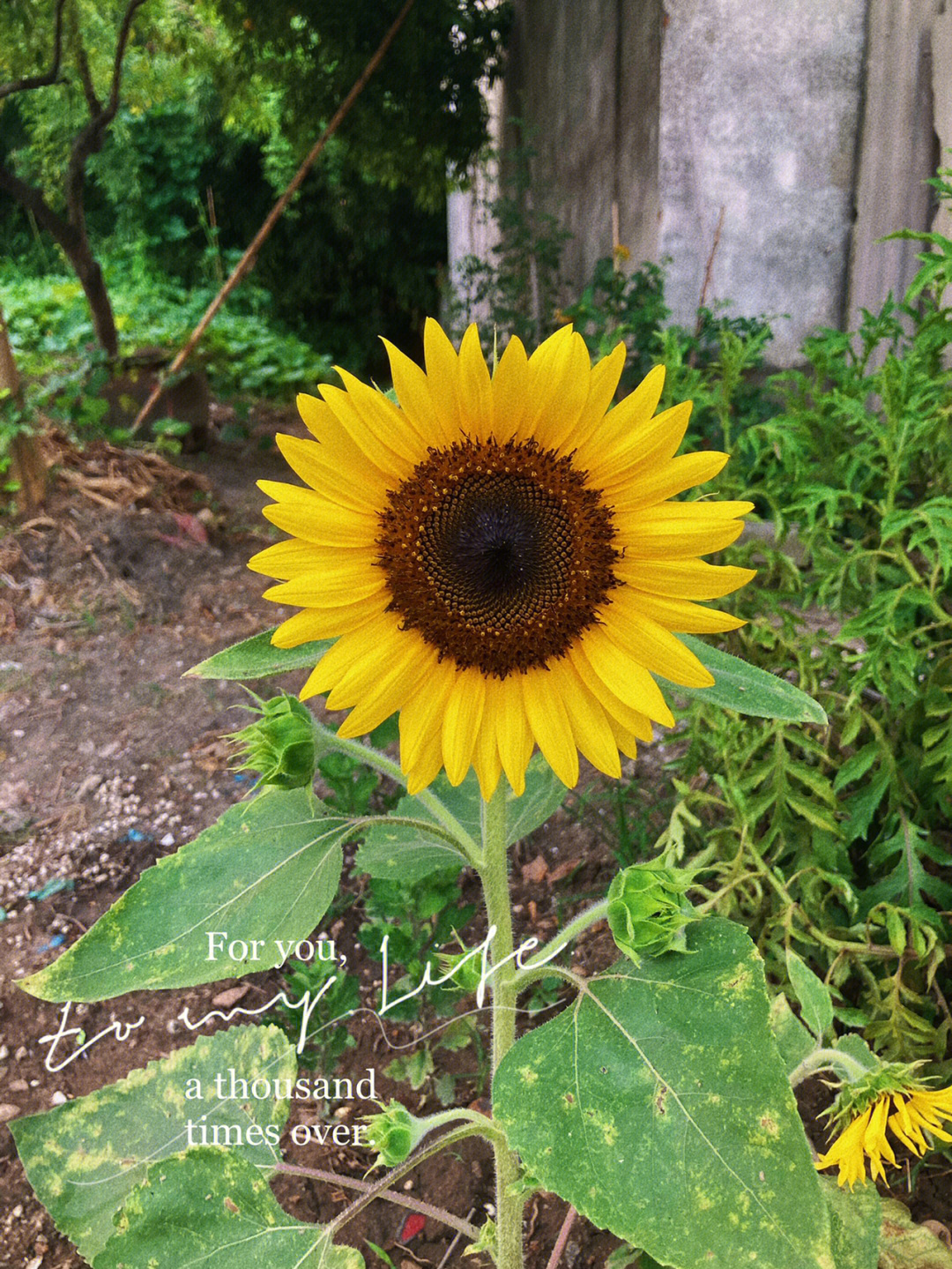 小小向日葵太好种了两个月播种到开花