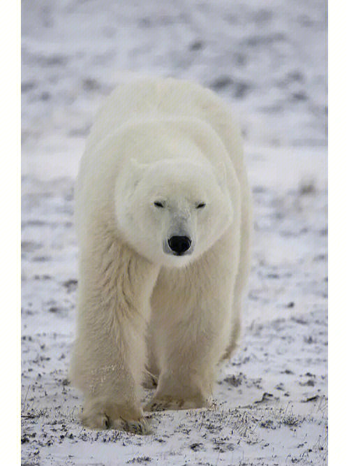 世界上最大的熊科动物图片