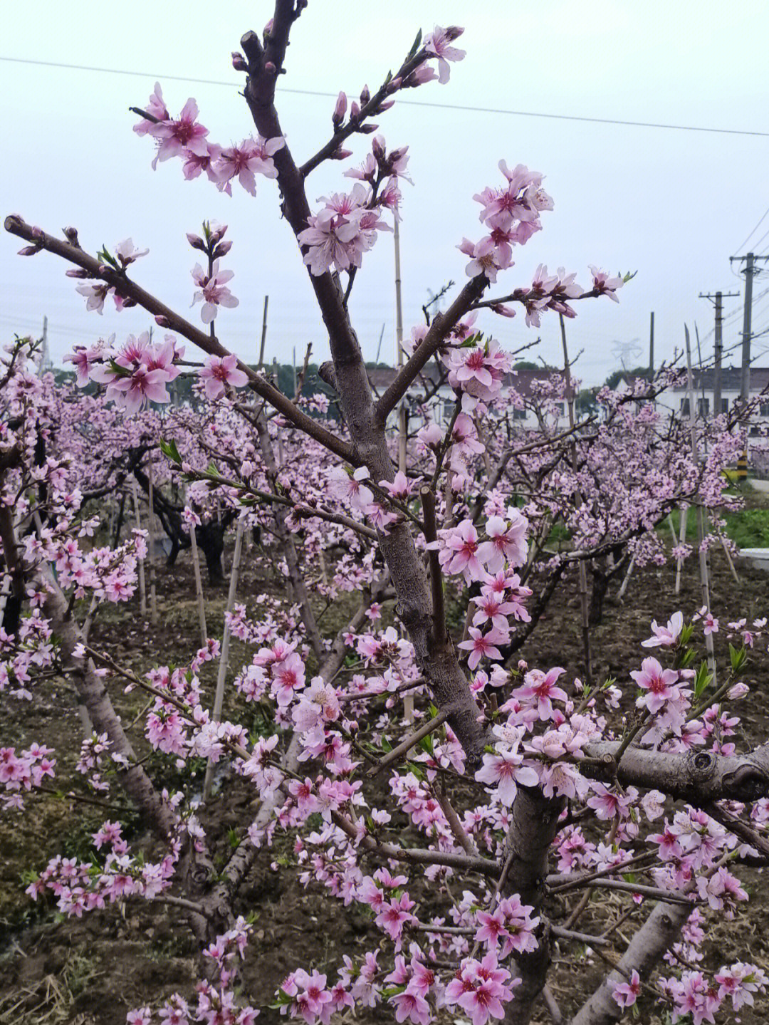 桃花什么时候开 时间图片