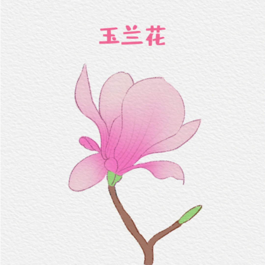 玉兰花简笔画 彩铅图片