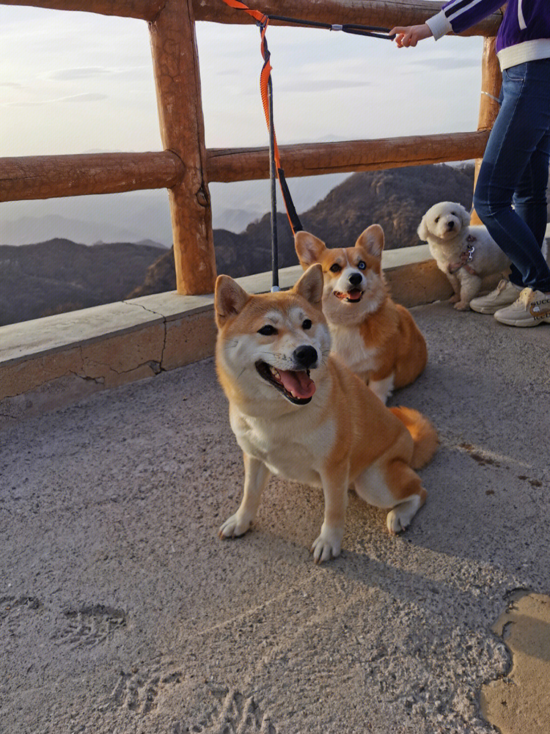 柴犬和柯基的区别图片