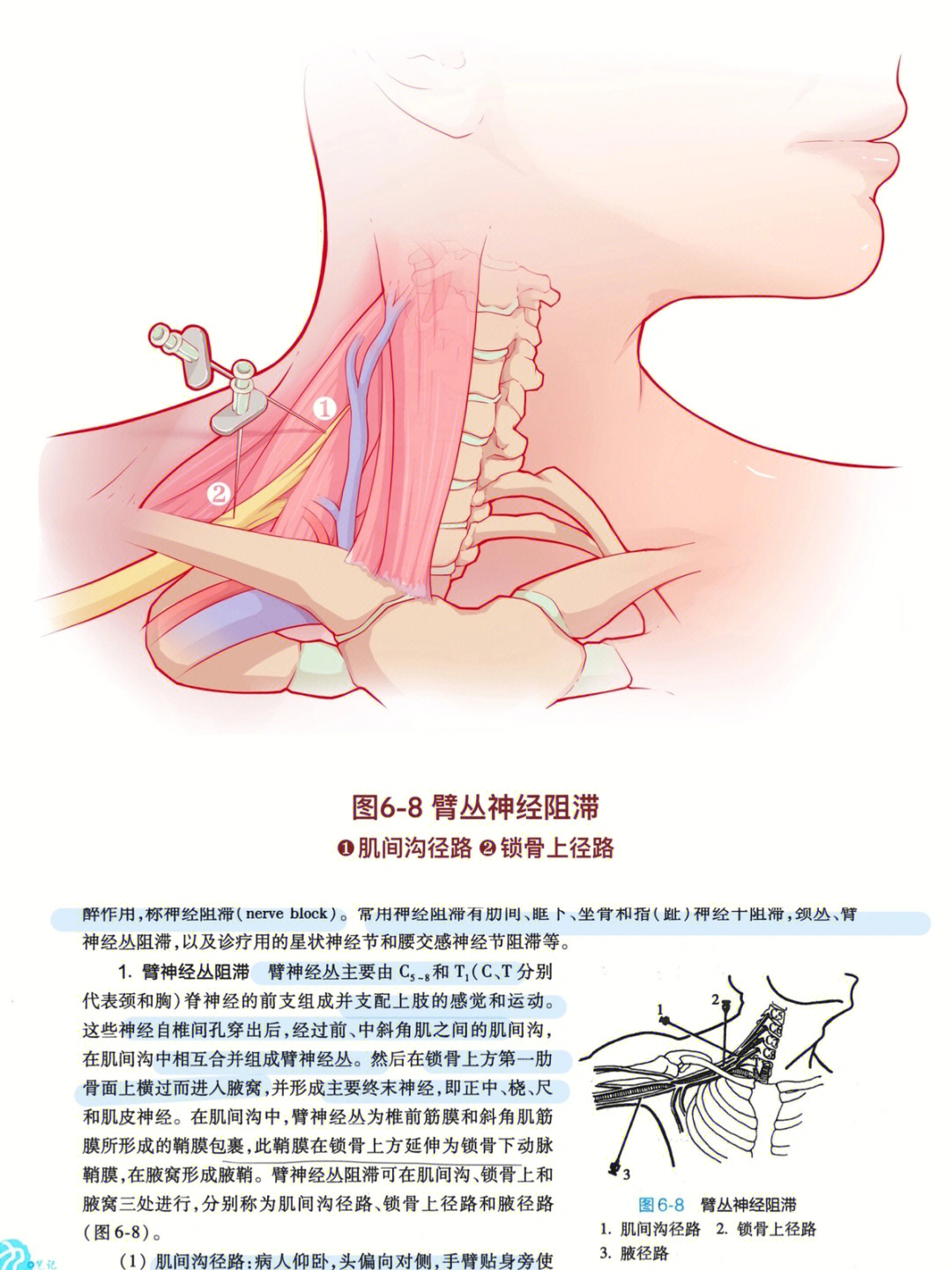 医学生转行插画师外科书重新配图