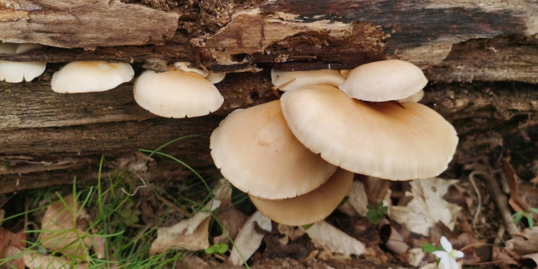 像平菇的野生蘑菇图片