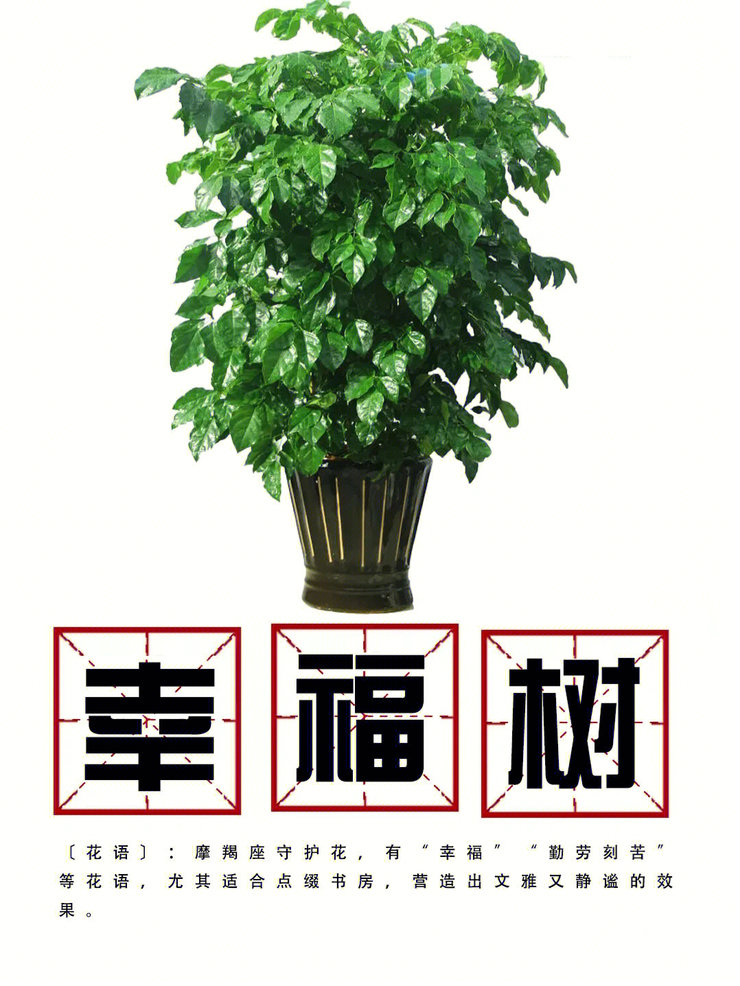 室内植物幸福树养护小知识