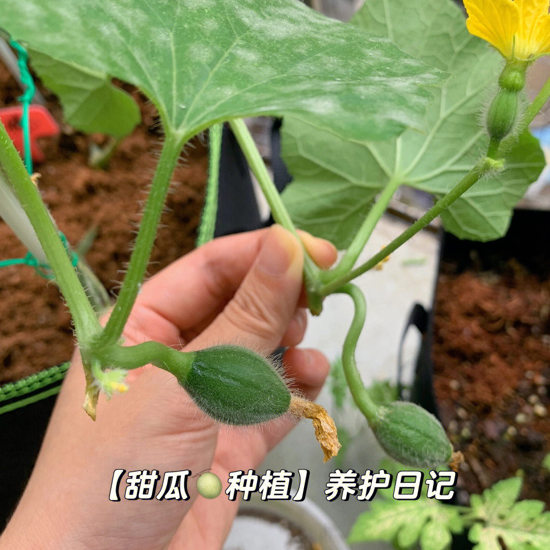 甜瓜种植日记结果期日常养护