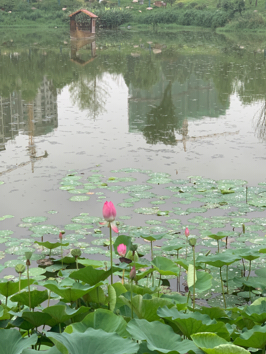 雨后图片