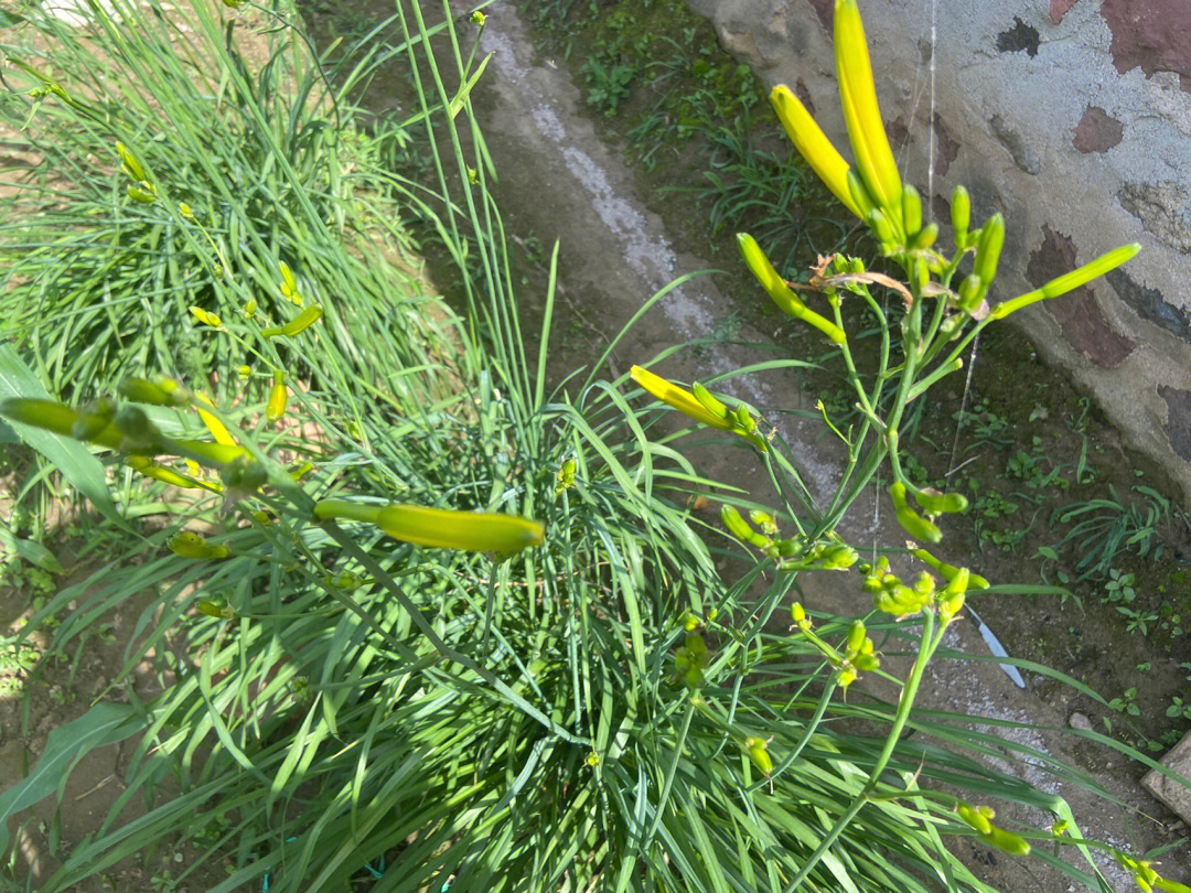 在线问是黄花菜么