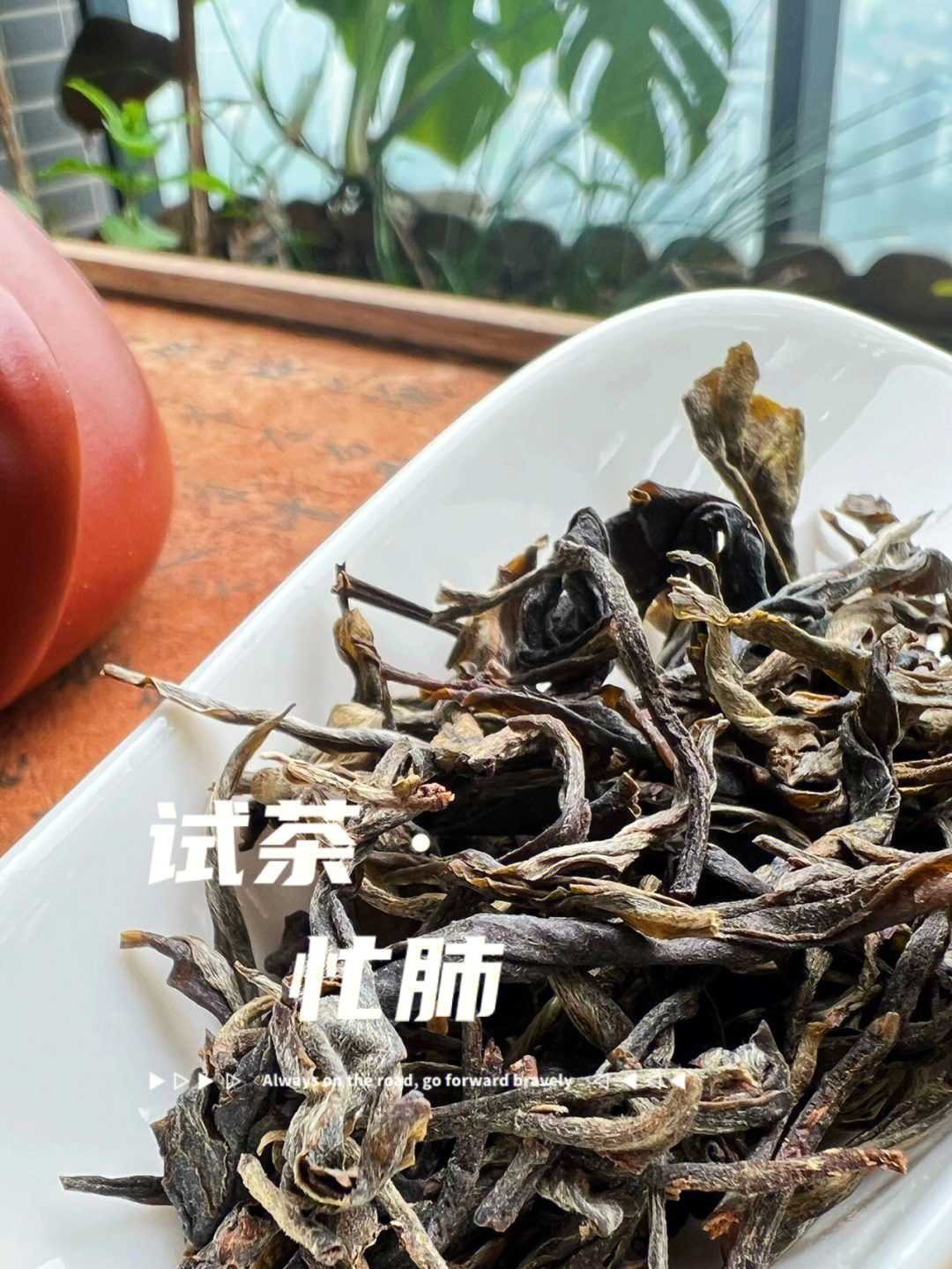 喝茶试茶忙肺临沧茶区