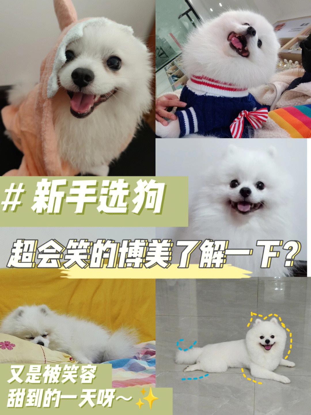 博美犬的优缺点图片