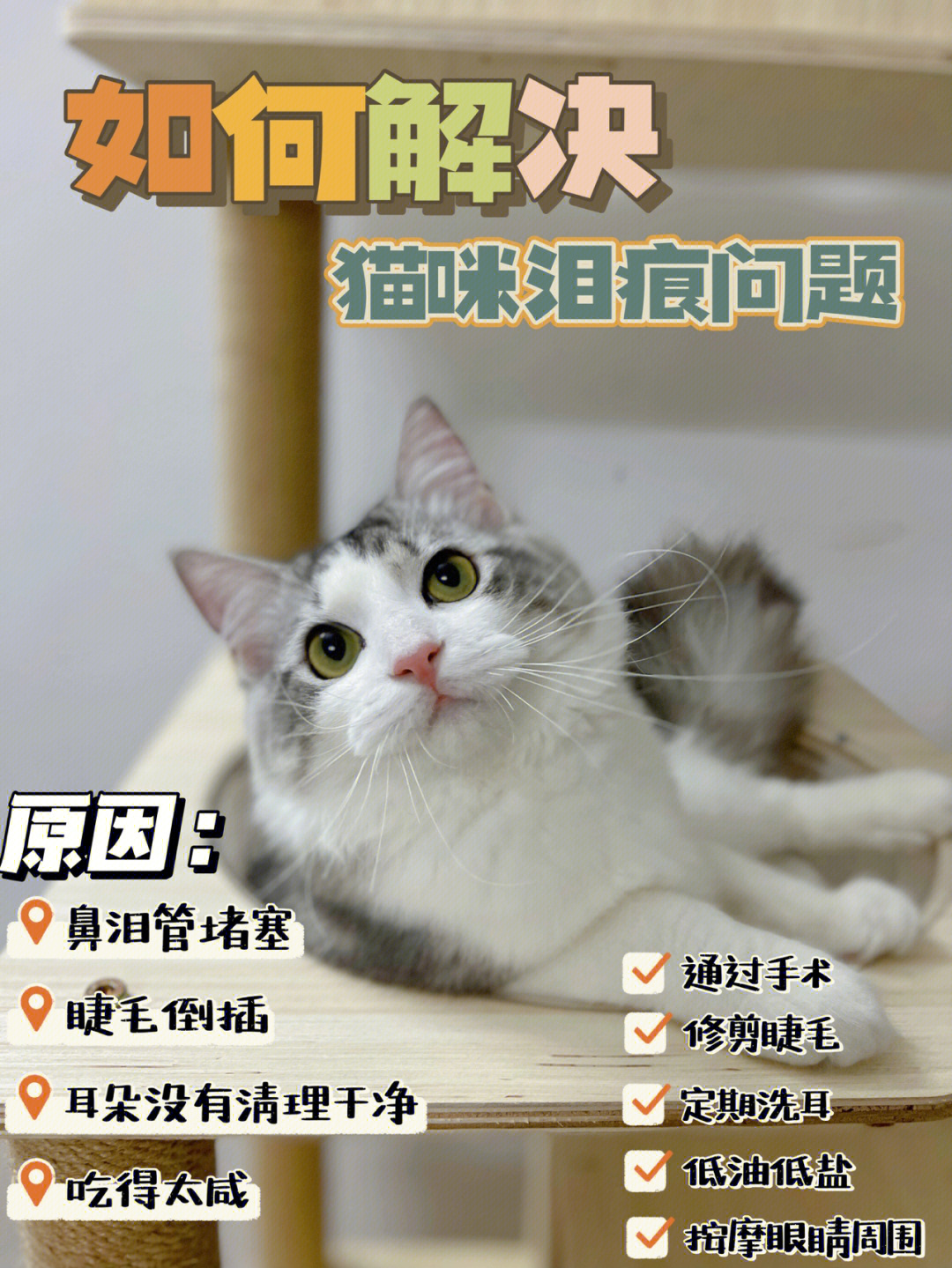 猫咪鼻泪管堵塞按摩图图片