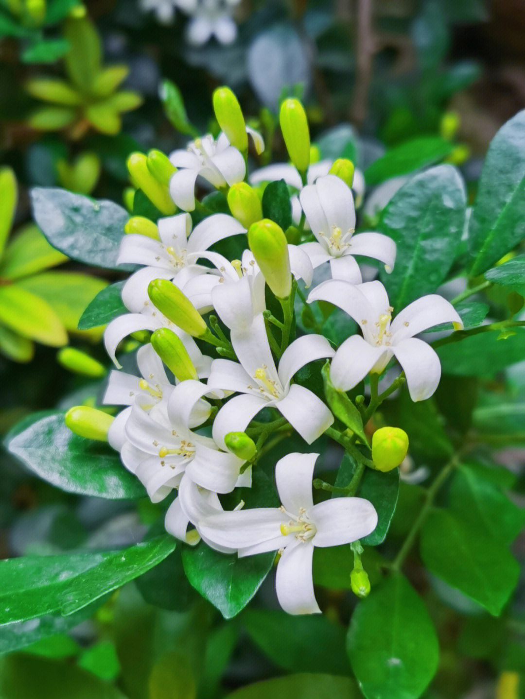 米叶九里香开花图片