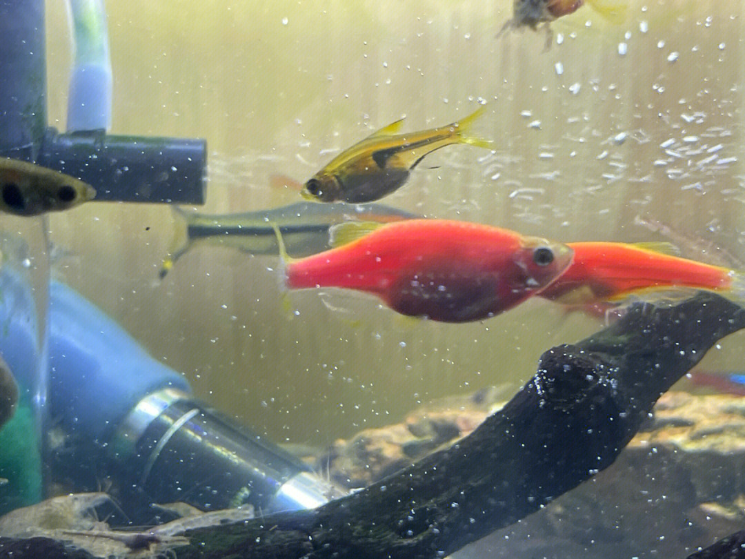 红绿灯鱼怀孕图片图片