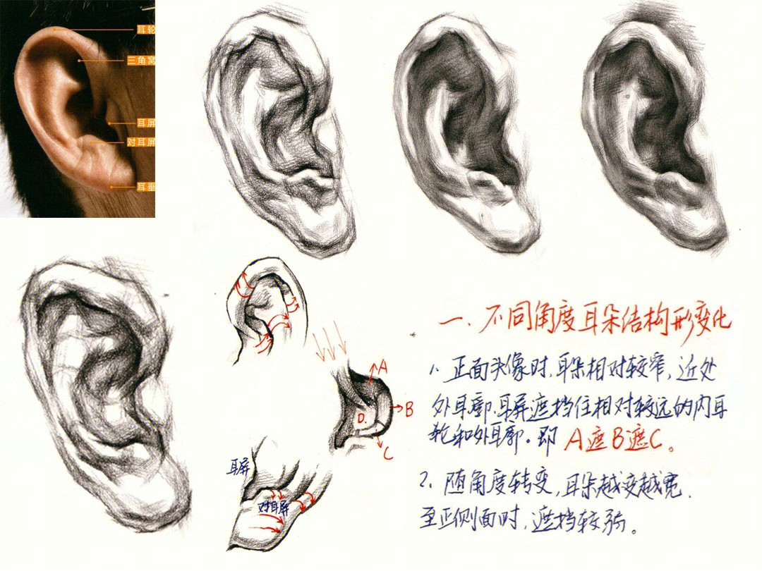 素描人物耳朵画法详细步骤解析教程