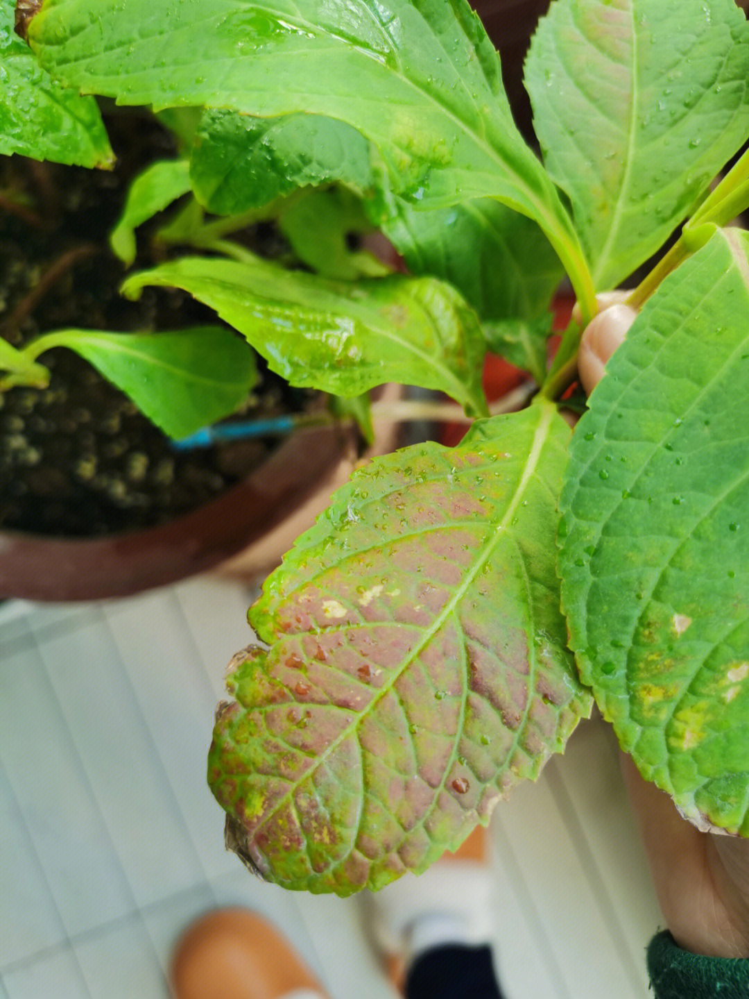 最近发现绣球叶子出现这样的红斑,是晒伤吗,我的阳台冬季没有阳光